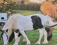 foal-tennessee-walking-horse