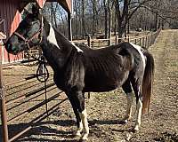 gaited-tennessee-walking-horse