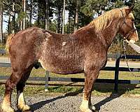 driving-belgian-clydesdale-horse