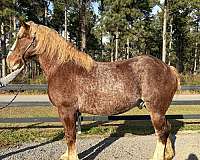 beginner-belgian-clydesdale-horse