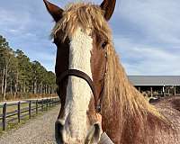 harness-belgian-clydesdale-horse