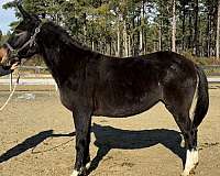 black-mule-mare