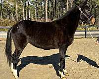 black-mare-for-sale