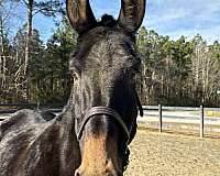 15-hand-mule-mare