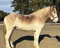 red-roan-belgian-gelding
