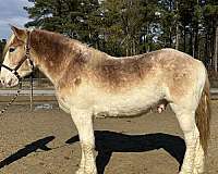 red-roan-gelding-for-sale