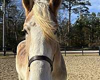 16-hand-belgian-gelding