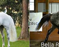 all-disciplines-westphalian-horse