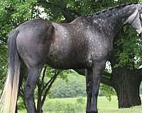 bella-westphalian-horse