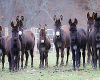 all-around-donkey
