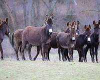 bay-all-around-horse