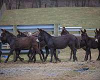 bay-donkey-mare
