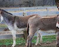 dun-sorrel-paint-horses-for-sale