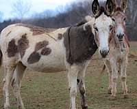 dun-sorrel-paint-horse