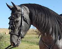 big-engine-mare