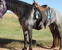 deadhead-mare