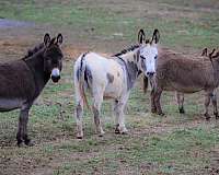 all-around-donkey
