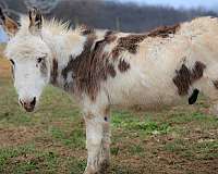 tobiano-donkey-mare