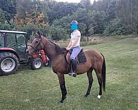 thoroughbred-horse-for-sale
