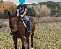 thoroughbred-horse
