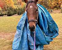 thoroughbred-mare