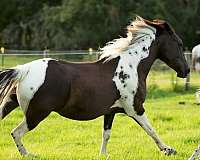 black-white-with-cat-tracks-all-over-horse