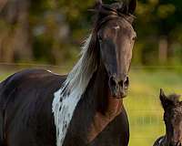 trail-class-co-spotted-saddle-horse