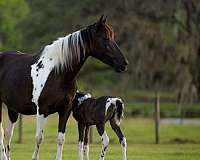 tobiano-black-white-with-cat-tracks-all-over-horse