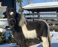 mini-pinto-pony