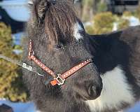 white-double-registered-pony