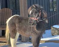 white-amha-pony