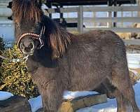 double-registered-show-miniature-pony