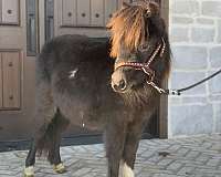 double-registered-show-pinto-pony