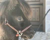 pinto-miniature-filly-broodmare
