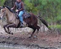 chestnut-stripe-horse