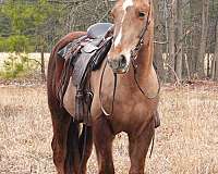all-around-draft-horse