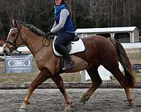 draft-horse
