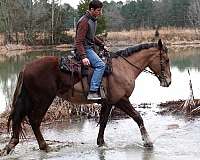 dressage-draft-horse