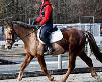 english-pleasure-draft-horse