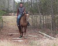 eventing-draft-horse