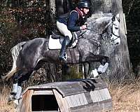 grey-cross-horse