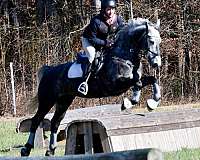 grey-athletic-horse