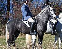 grey-dappled-horse