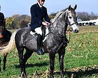 grey-draft-horse