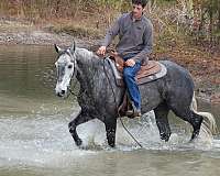 grey-dressage-horse