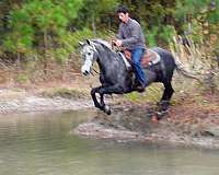 grey-endurance-horse