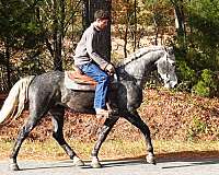 grey-eventing-horse
