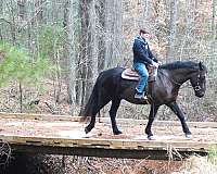 black-star-snip-horse