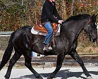 all-around-percheron-horse