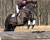 athletic-percheron-horse